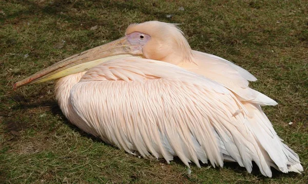Vista Panorámica Aves Pelícanas Naturaleza Salvaje — Foto de Stock