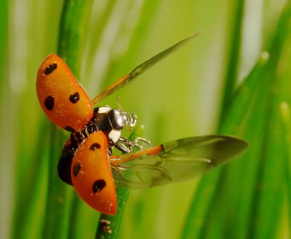Close Van Een Insect Wilde Natuur — Stockfoto