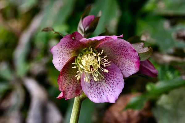 Schöne Botanische Aufnahme Natürliche Tapete — Stockfoto