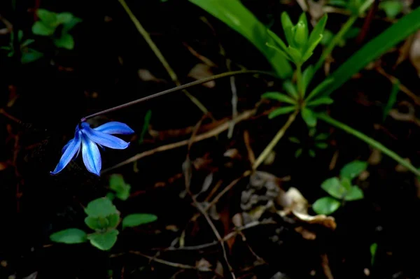 Krásný Botanický Záběr Přírodní Tapety — Stock fotografie