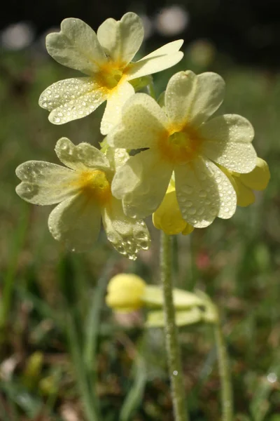 Vackra Blommor Blommigt Koncept Bakgrund — Stockfoto