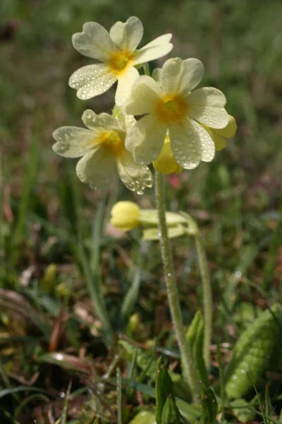 Vacker Blommande Blomma Natur Koncept Bakgrund — Stockfoto