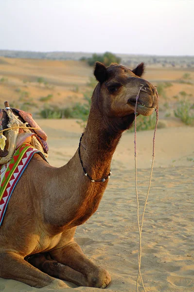 Kamelausritt Poblíž Jaisalmer Indie — Stock fotografie
