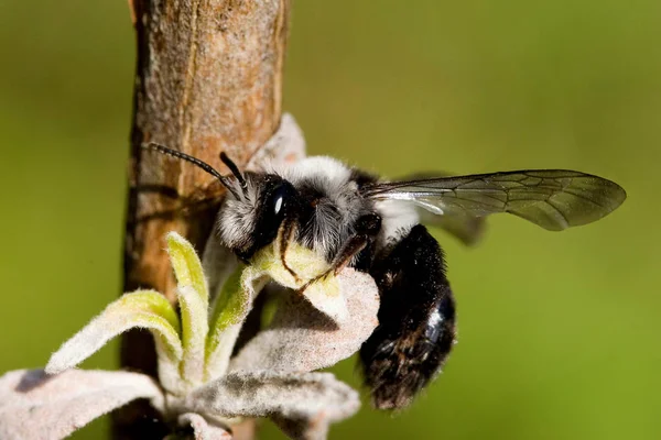 Nahaufnahme Von Insekten Selektiver Fokus — Stockfoto