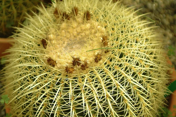Tropische Pflanze Exotischer Kaktus — Stockfoto