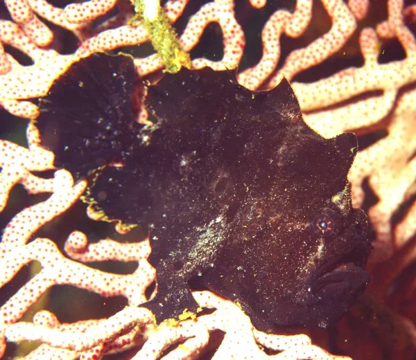 Frogfish Fan Coral Indian Ocean Nikon F80 Hugyfot Housing Sigma — Stock Photo, Image