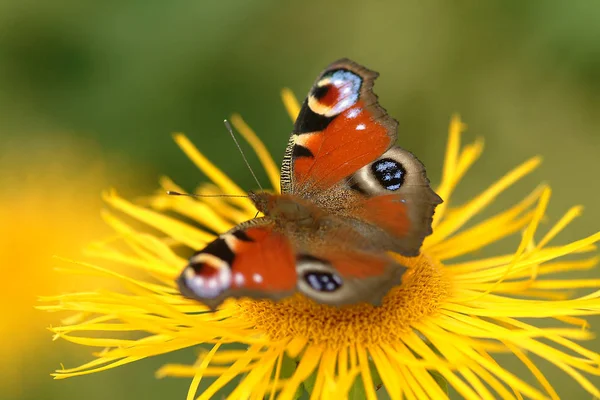 Pillangó Virág Pillangó Rovar Természetben Növény Állatvilág — Stock Fotó