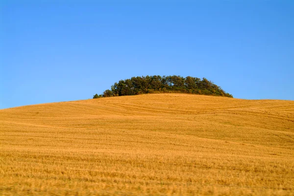 Tusskana Bomen Een Heuvel — Stockfoto