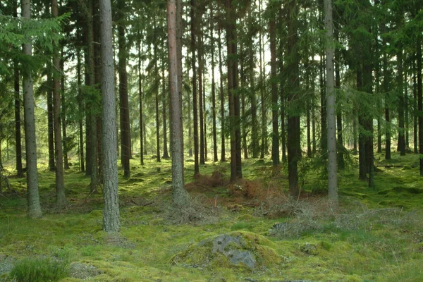 Δέντρα Στο Καταπράσινο Δάσος Του Καλοκαιριού — Φωτογραφία Αρχείου