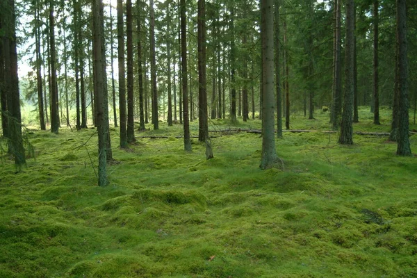 Árvores Verão Floresta Verde — Fotografia de Stock