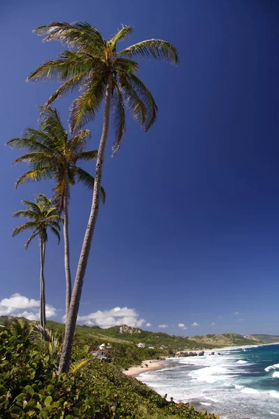 巴巴多斯是一个东加勒比岛屿 — 图库照片