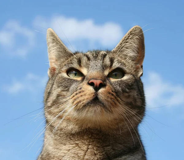 Retrato Lindo Gato —  Fotos de Stock