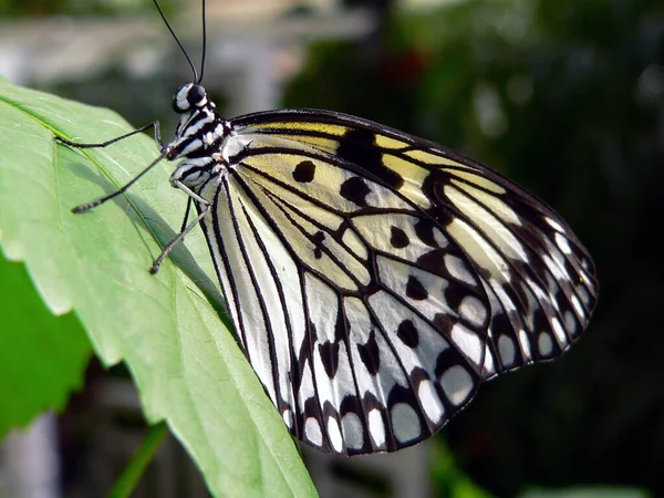 Vue Rapprochée Beau Papillon Coloré — Photo