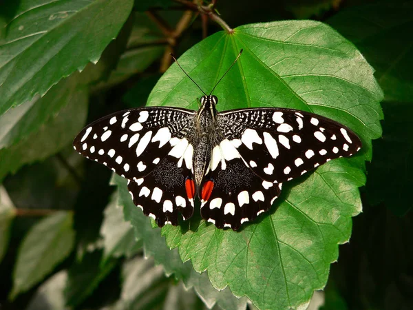 Vista Primer Plano Hermosa Mariposa Colorida — Foto de Stock