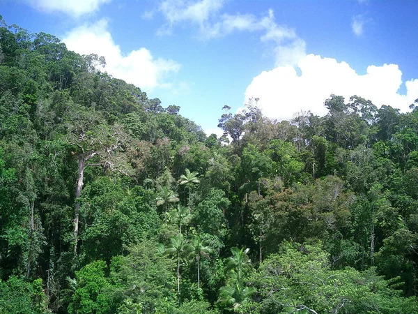 Bosque Primario Encuentra Con Cielo — Foto de Stock