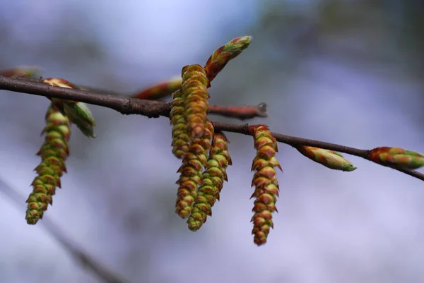 Vacker Botanisk Skott Naturliga Tapeter — Stockfoto