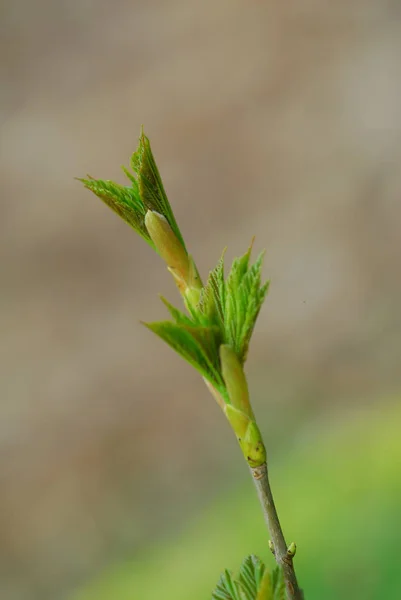 Beautiful Botanical Shot Natural Wallpaper — Stock Photo, Image