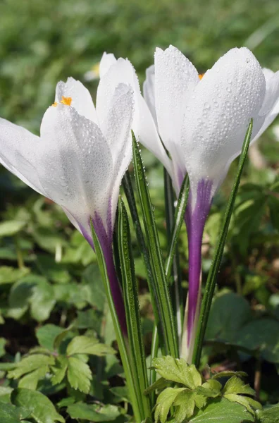 Crocus Flori Crocus Petale Flora Primavara — Fotografie, imagine de stoc