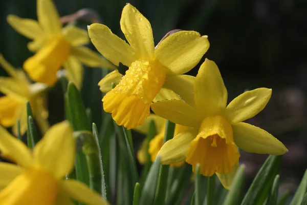 Narcisi Fiori Petali Flora — Foto Stock