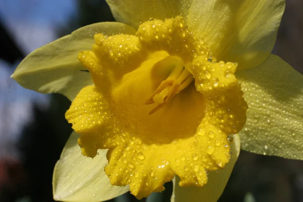 Narciso Flores Flores Pétalas Flor — Fotografia de Stock