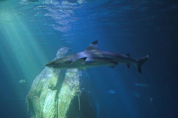 Requin Nageant Dans Eau — Photo