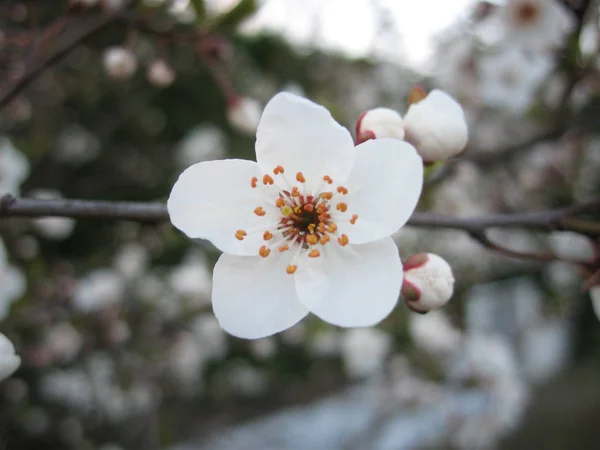 Beautiful Blooming Flowers Nature Background — Stock Photo, Image