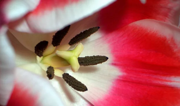 Fiore Tulipani Flora Primaverile — Foto Stock