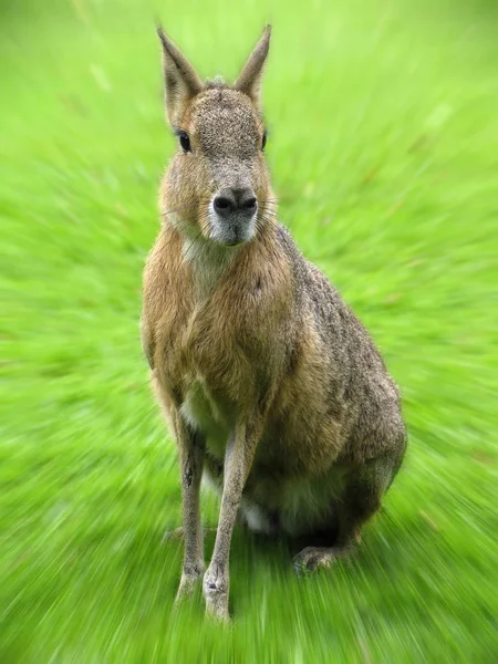 Кенгуру Австралийское Млекопитающее — стоковое фото