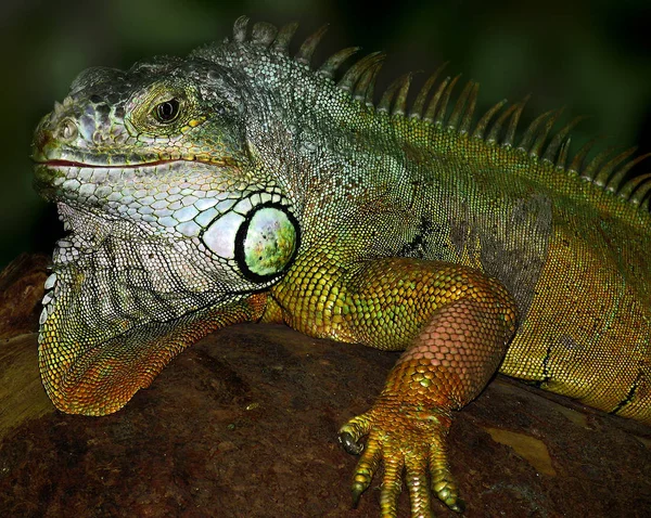 Animal Lagarto Exótico Réptil Iguana — Fotografia de Stock