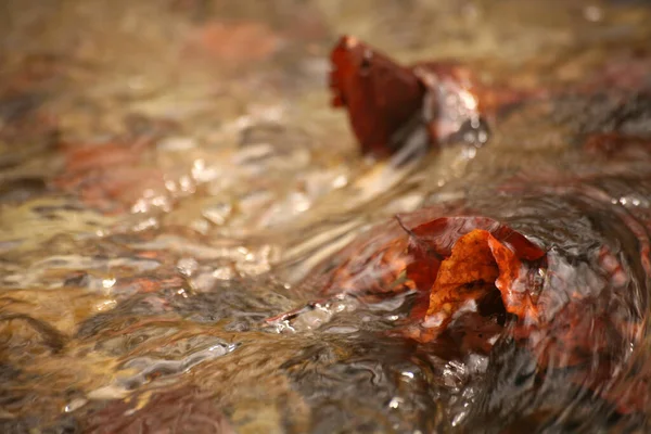 水の中の紅葉 — ストック写真