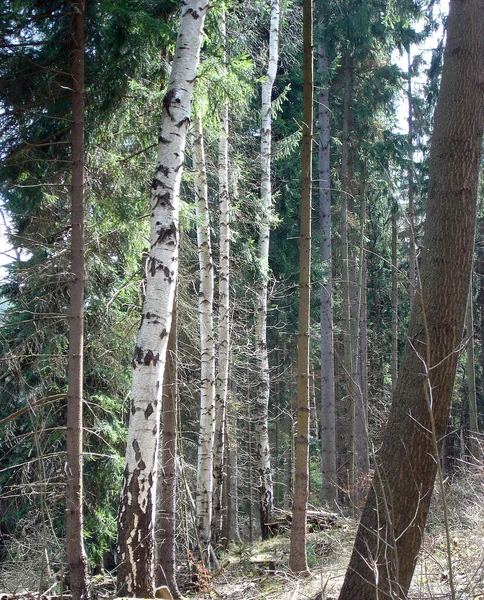 Ormanda Huş Ağaçları — Stok fotoğraf
