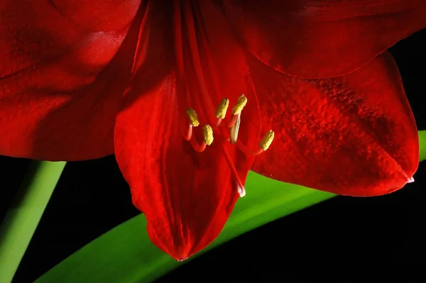 Amaryllis Pétalas Flores Flor Flora — Fotografia de Stock