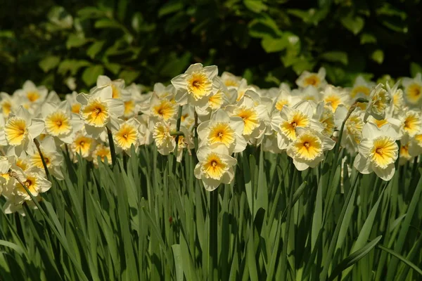 Narcisos Flores Pétalas Flora — Fotografia de Stock