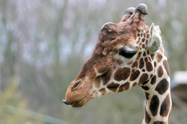 Kahverengi Zürafa Hayvanları Vahşi Yaşam Bitki Örtüsü Doğal Hayvan Örtüsü — Stok fotoğraf