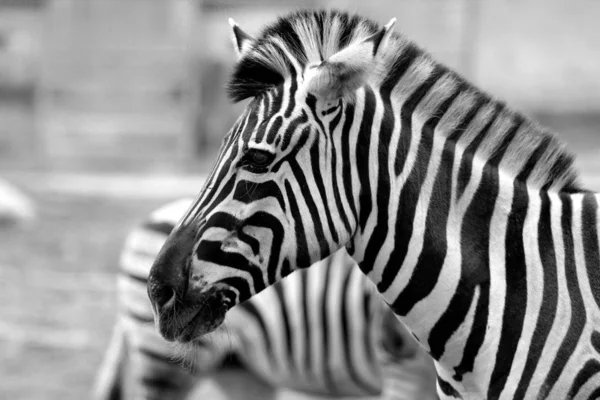 Czarno Białe Paski Zebra Zwierzę Ssak — Zdjęcie stockowe