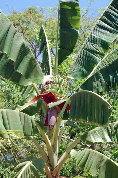 美しい植物画 自然壁紙 — ストック写真