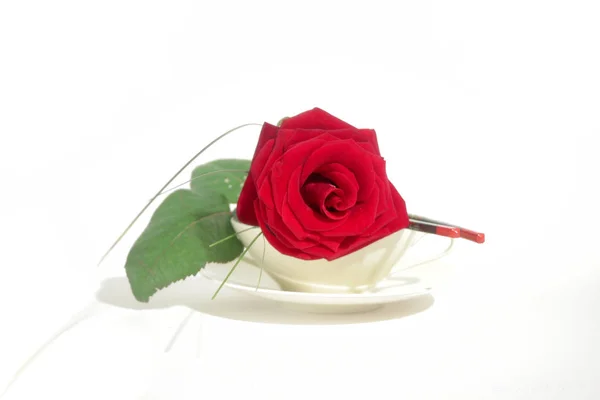 Vörös Rózsa Egy Csésze Fehér Háttér — Stock Fotó