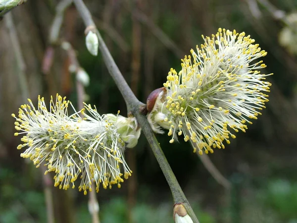 Willow Catkins Yakın Görüntüsü — Stok fotoğraf