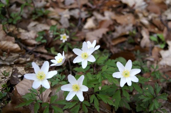 Growing Wild Forest Right Now — Foto de Stock