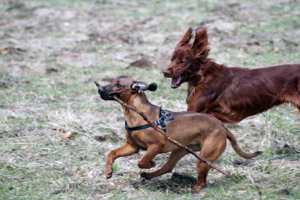 Two Dogs Stick — Stock Photo, Image