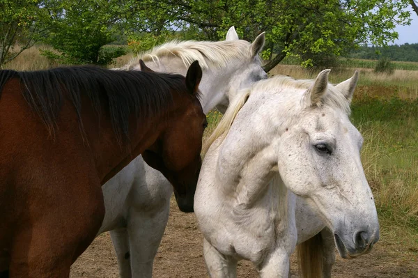Manada Cavalos Pastando Livre — Fotografia de Stock
