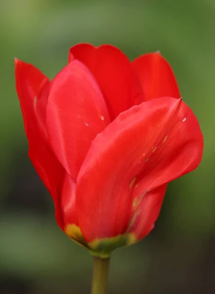 Tulipas Flor Flora Primavera — Fotografia de Stock
