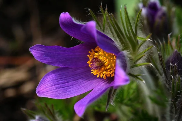 Esta Tarde Jardim Fotografado Antes Cair Nas Rosas — Fotografia de Stock