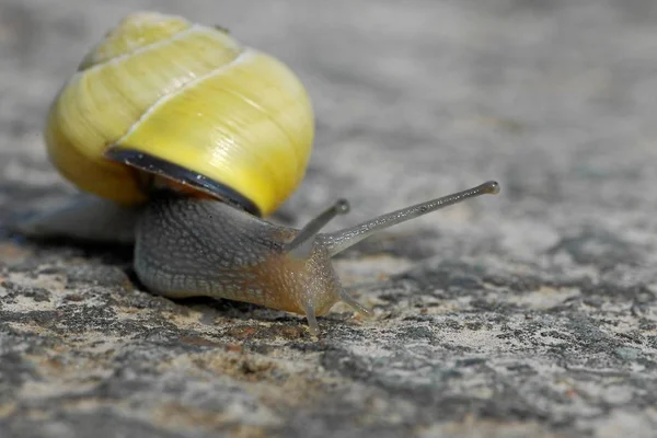 Caracol Los Animales Gastados — Foto de Stock