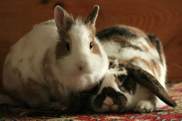 Niedlicher Hase Nahaufnahme — Stockfoto