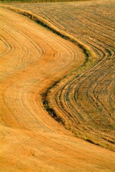 Landsliv Selektivt Fokus — Stockfoto