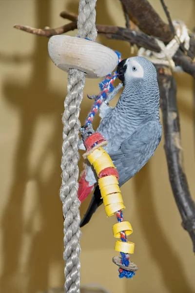 Vista Panorámica Hermoso Pájaro Loro — Foto de Stock