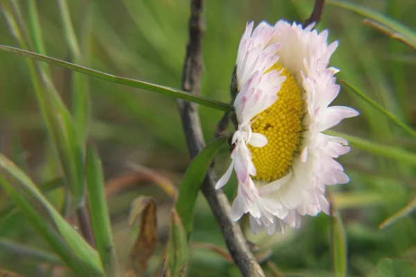 Fjäril Blomman — Stockfoto