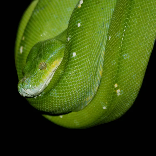 動物園での動物の閉鎖 — ストック写真