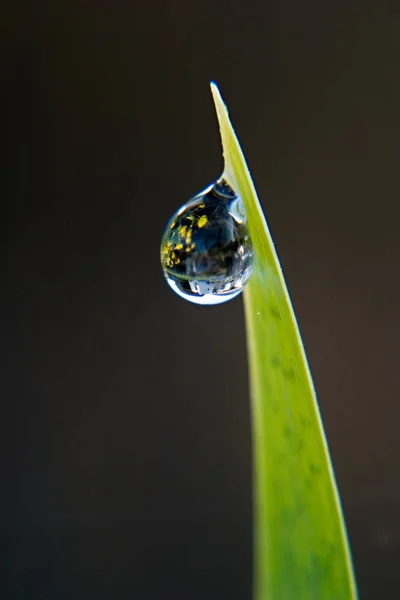 Morgentautropfen Auf Gras Aus Nächster Nähe — Stockfoto